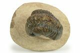 Detailed Reedops Trilobite - Atchana, Morocco #271914-1